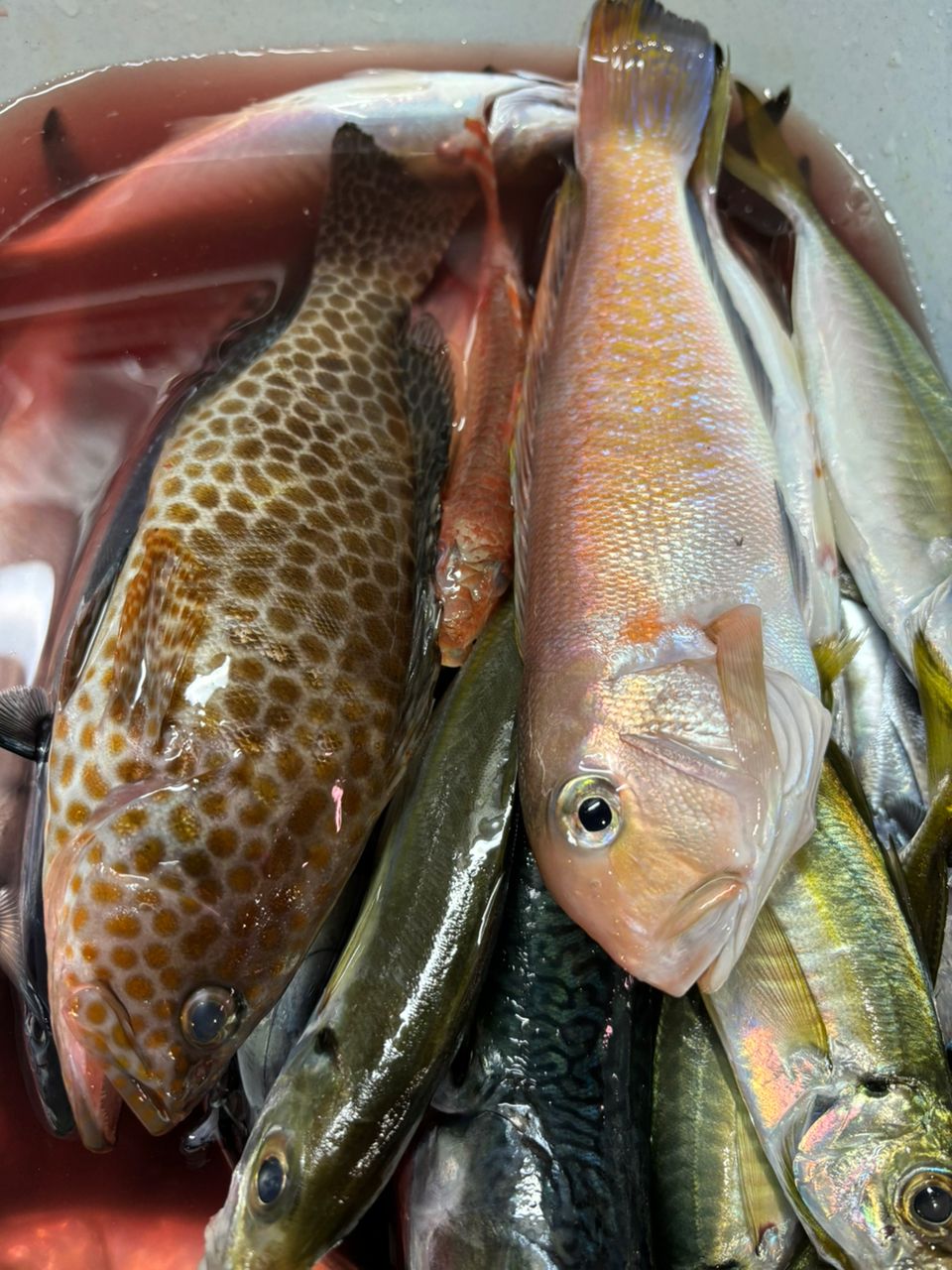 マ.メさんの釣果 1枚目の画像