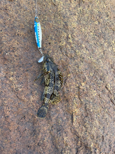 タケノコメバルの釣果