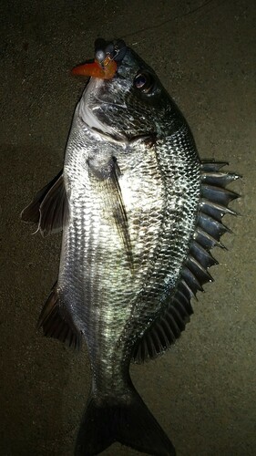 クロダイの釣果