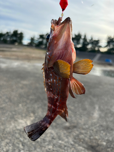 キジハタの釣果