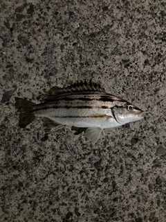 シマイサキの釣果