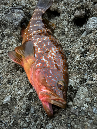 キジハタの釣果