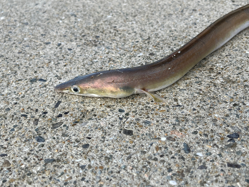 ハモの釣果