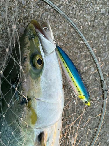 ブリの釣果