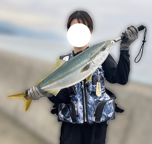 ハマチの釣果