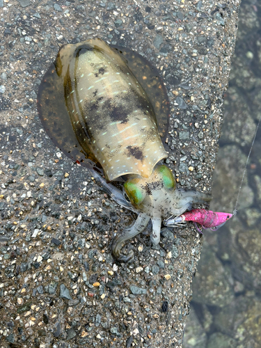 アオリイカの釣果