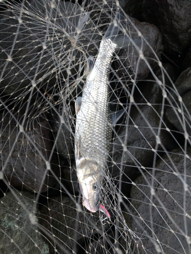 ニゴイの釣果