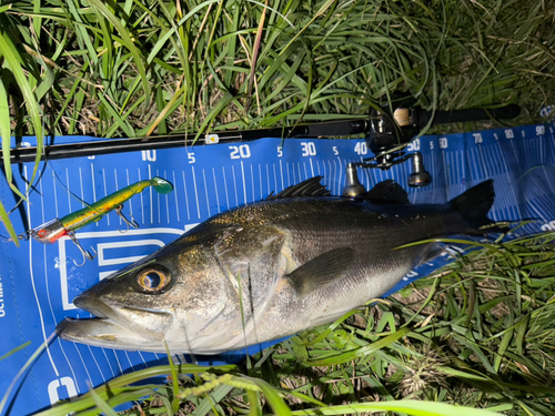 シーバスの釣果