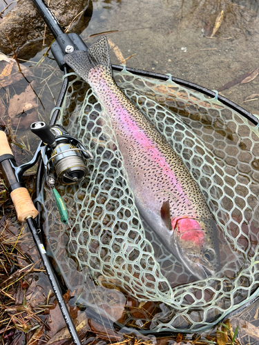 ニジマスの釣果