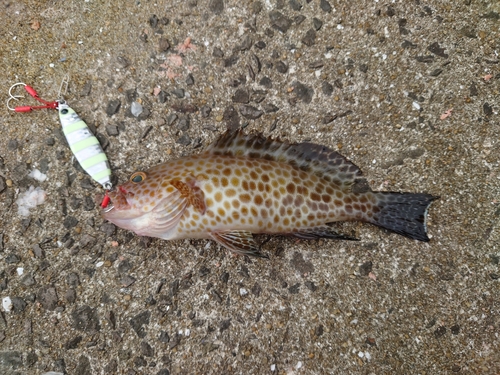 オオモンハタの釣果