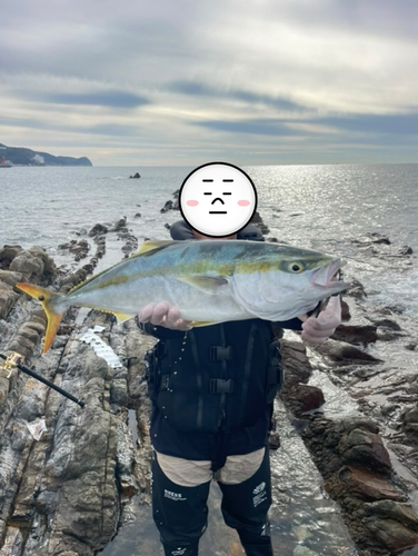 メジロの釣果