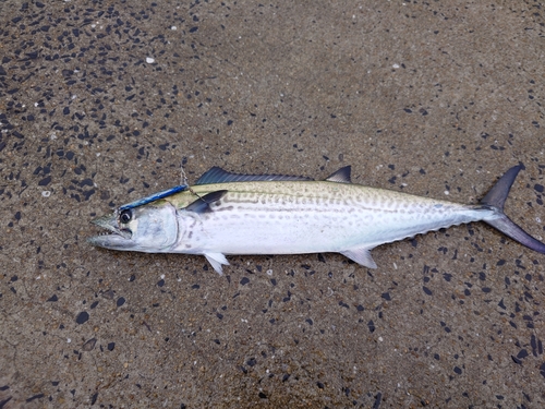 サゴシの釣果