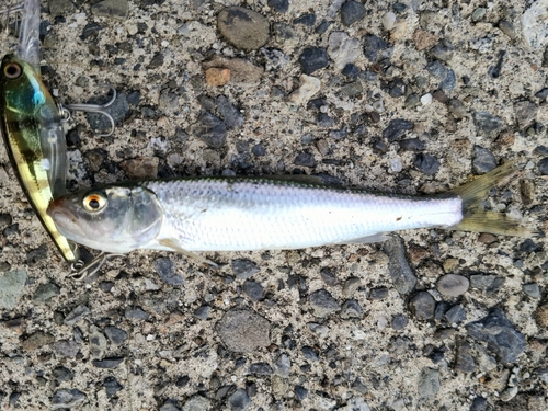 ハスの釣果