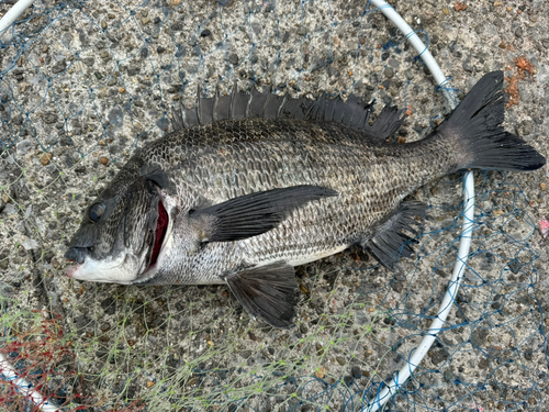 クロダイの釣果