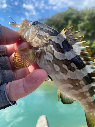 クエの釣果