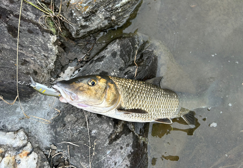 ニゴイの釣果