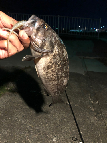 クロソイの釣果