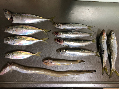 アジの釣果