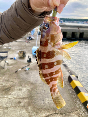 マハタの釣果