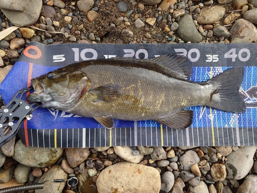 スモールマウスバスの釣果