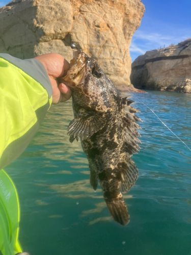 タケノコメバルの釣果