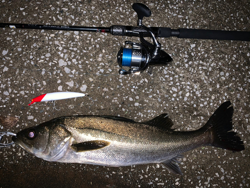 シーバスの釣果