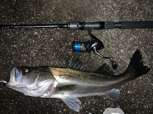 シーバスの釣果