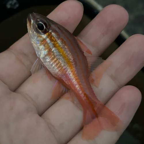 キンセンイシモチの釣果