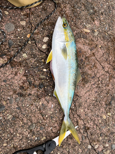 イナダの釣果