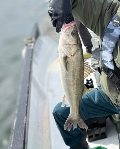 シーバスの釣果