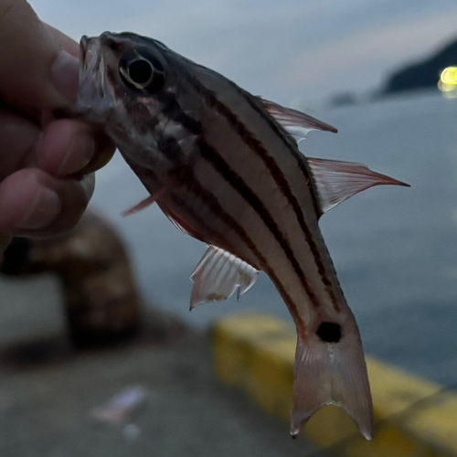 オオスジイシモチの釣果