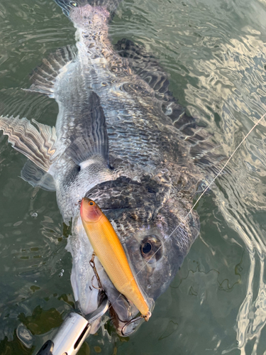 チヌの釣果