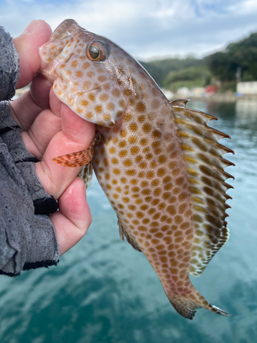 オオモンハタの釣果