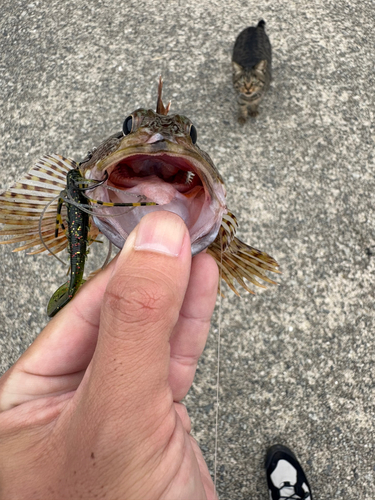 ガシラの釣果