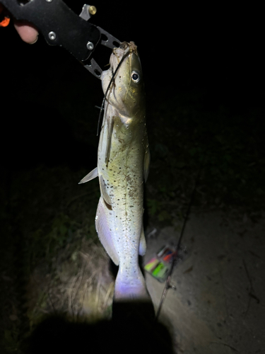 アメリカナマズの釣果