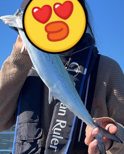 サゴシの釣果