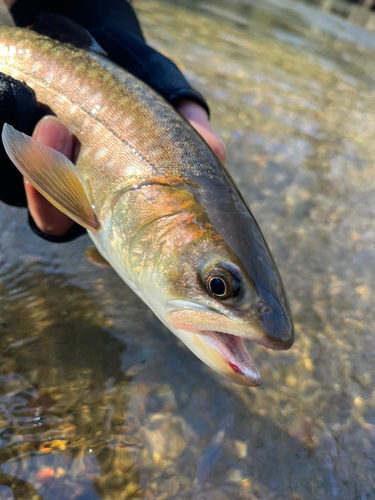 アメマスの釣果