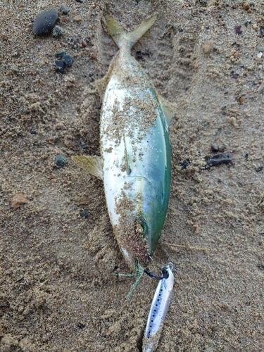 ツバスの釣果