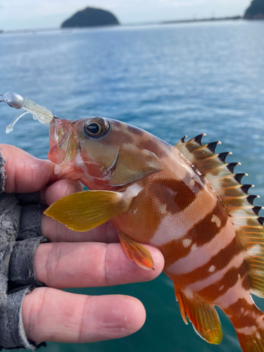 アカハタの釣果