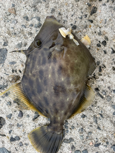 カワハギの釣果