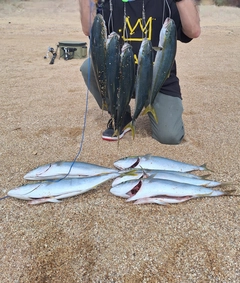 ヤズの釣果