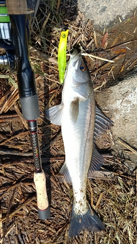 釣果