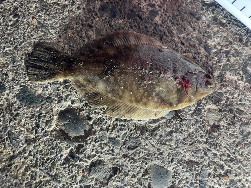 カレイの釣果