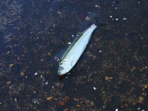 ニシンの釣果