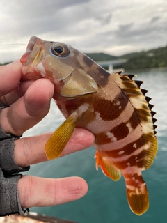 アカハタの釣果