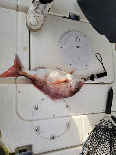 マダイの釣果