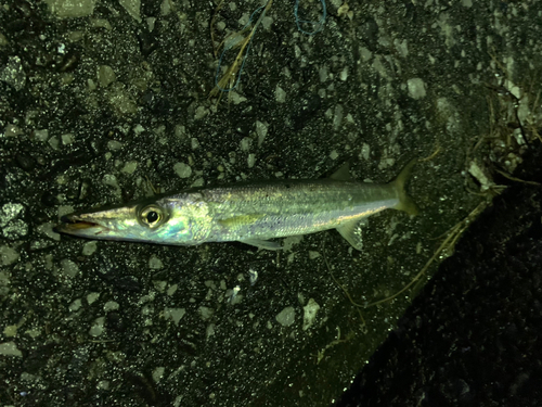 カマスの釣果