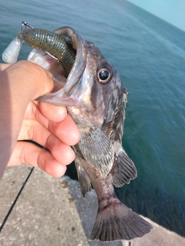 クロソイの釣果