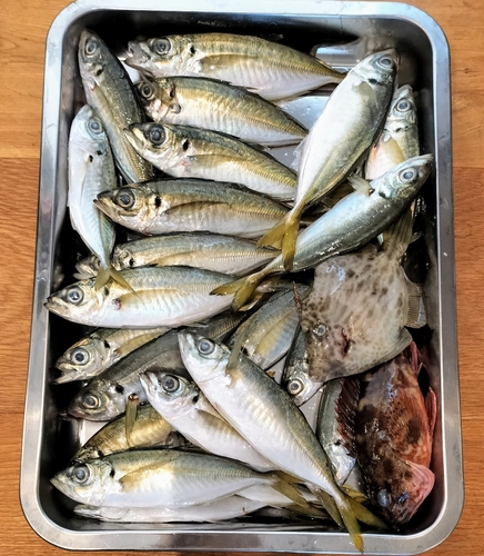 アジの釣果