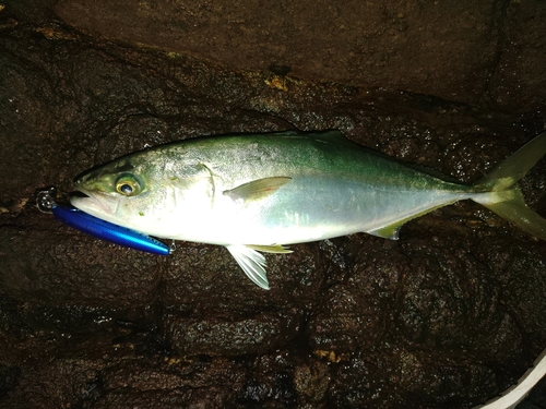 ヤズの釣果